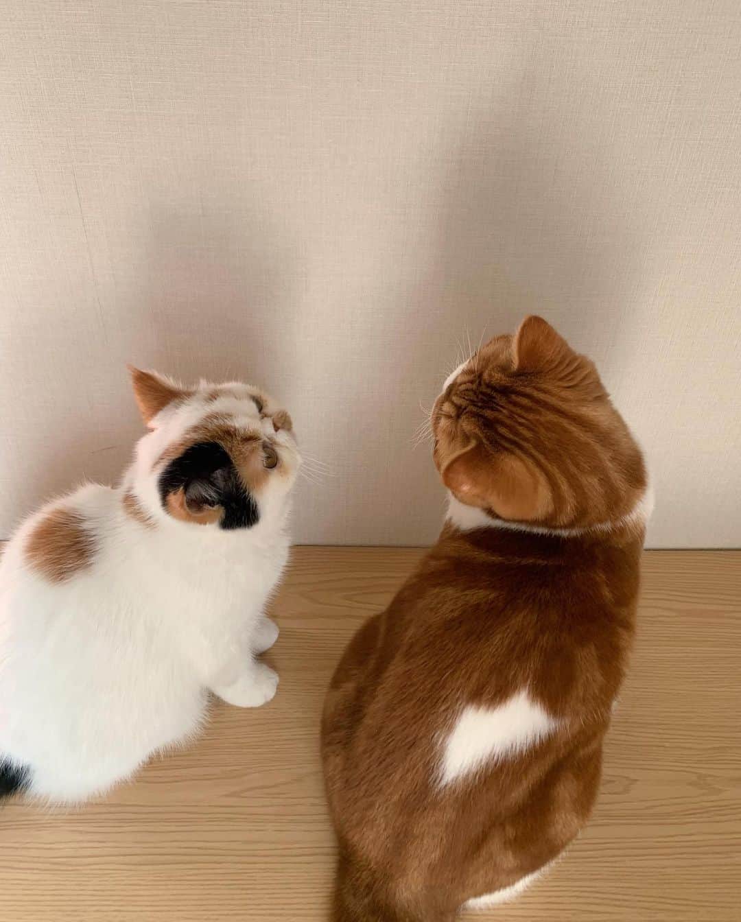 新美歩さんのインスタグラム写真 - (新美歩Instagram)「スーパー猫の日！🐈 @miel_chloe_」2月22日 22時40分 - ayumi_niimi