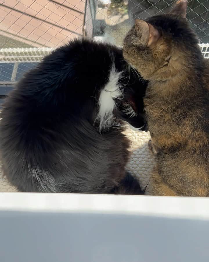黒田知永子のインスタグラム：「. 2022.2.22 猫の日🐈‍⬛  お家の猫達もお外の猫達もささやかな幸せが続きますように♡  本当に可愛くていつも有難うって言ってるけど通じてるかな…？  #スーパー猫の日  #sippo猫の日アクション  #cat #猫 #皆様雑種 #黒田とろろ  #黒田ごま  #黒田むぎ  #黒田知永子  #chiekokuroda」