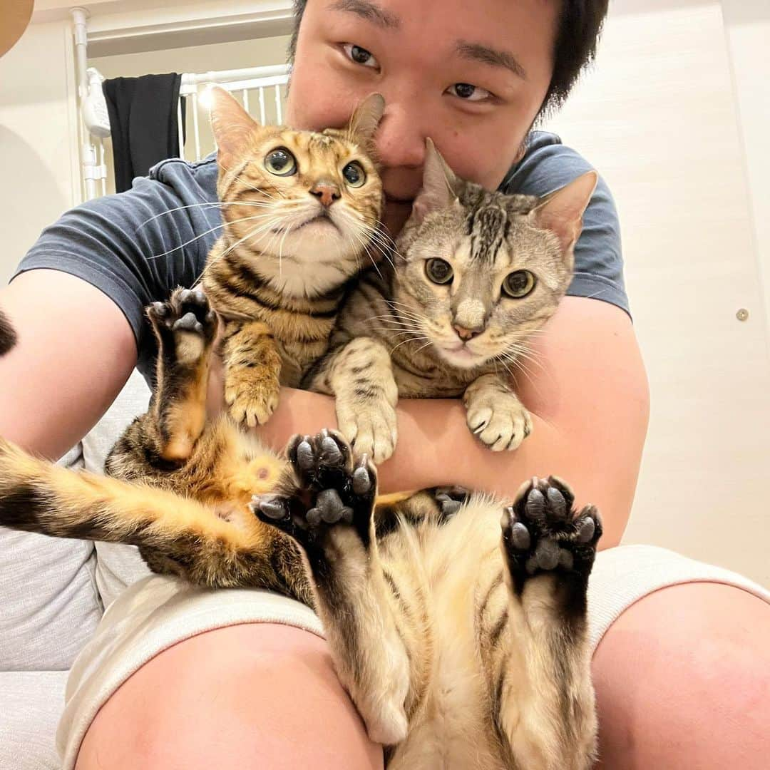 トミックのインスタグラム：「2022年2月22日22時  #猫の日 #猫　#ルトロゼ #cat #ベンガル　#ベンガル猫　#喋る猫　#芸をする猫」