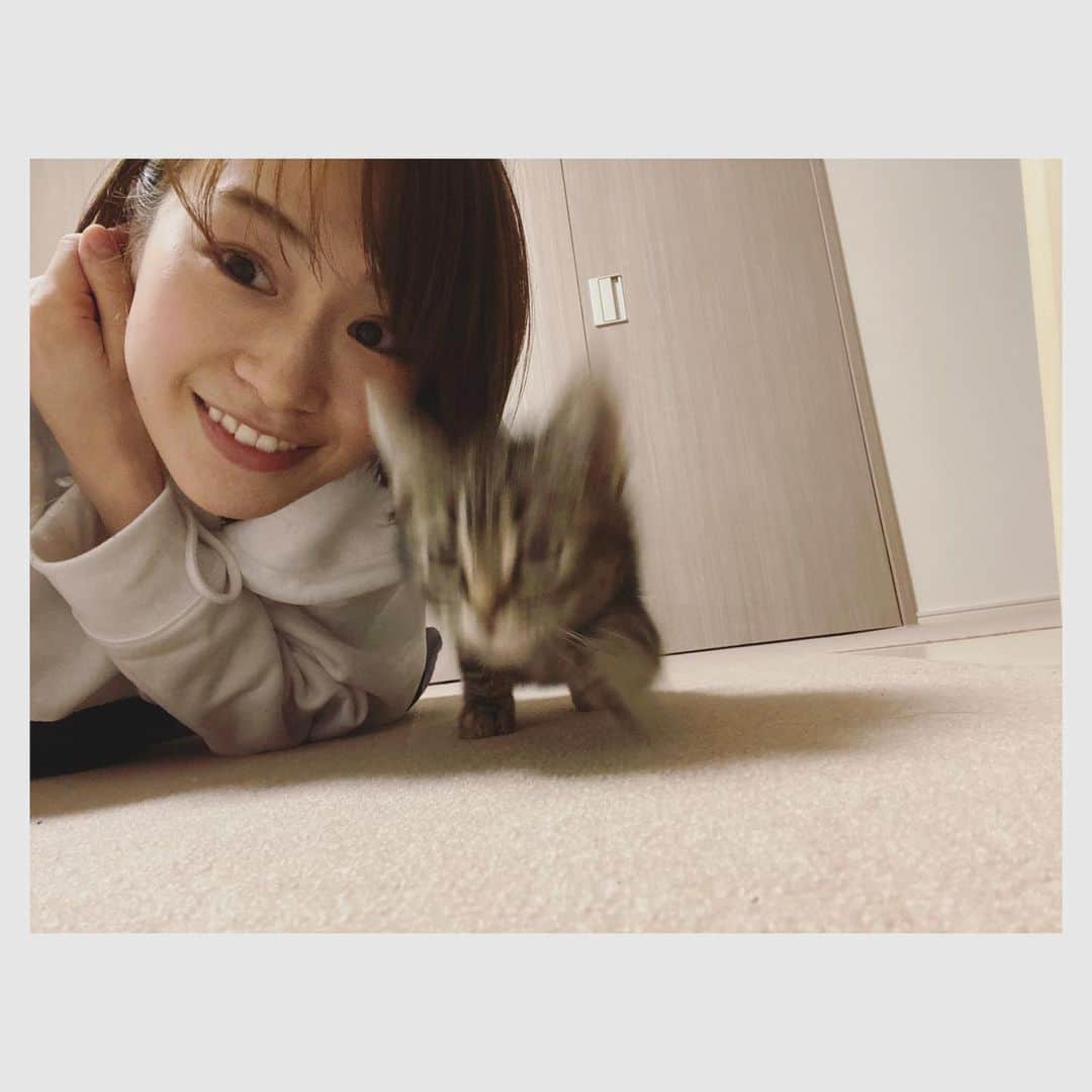 愛希れいかさんのインスタグラム写真 - (愛希れいかInstagram)「2022.2.22 今日は、にゃんこの日🐱♡  実は少し前に、新しい家族をお迎えしました♡♡♡ アメリカンショートヘアの男の子で名前はキャップです🐱 あー…たまらなく愛おしい…。 うちにきてくれてありがとう🥺 たくさんたくさん幸せにしてあげたい！！！ これから、ここにもたまに登場すると思いますので、キャップのことも宜しくお願いします♡  猫ちゃん達が元気いっぱい幸せいっぱいで過ごせますように♡  #にゃんこ #猫の日 #スーパー猫の日 #アメリカンショートヘア  #男の子 #キャップ 🐱 #最後の写真は #実家の #きゅーちゃんです🐱」2月22日 23時23分 - manakireika_official