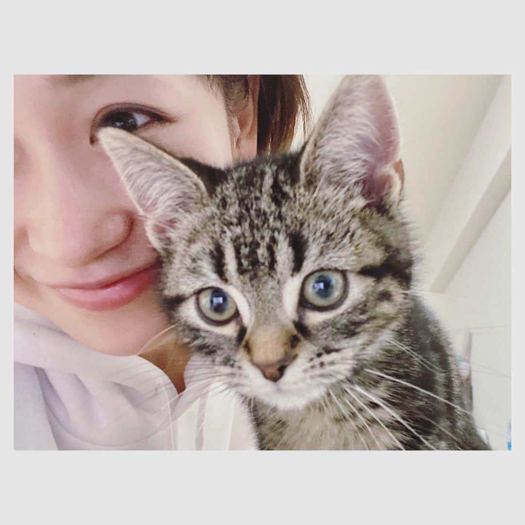 愛希れいかさんのインスタグラム写真 - (愛希れいかInstagram)「2022.2.22 今日は、にゃんこの日🐱♡  実は少し前に、新しい家族をお迎えしました♡♡♡ アメリカンショートヘアの男の子で名前はキャップです🐱 あー…たまらなく愛おしい…。 うちにきてくれてありがとう🥺 たくさんたくさん幸せにしてあげたい！！！ これから、ここにもたまに登場すると思いますので、キャップのことも宜しくお願いします♡  猫ちゃん達が元気いっぱい幸せいっぱいで過ごせますように♡  #にゃんこ #猫の日 #スーパー猫の日 #アメリカンショートヘア  #男の子 #キャップ 🐱 #最後の写真は #実家の #きゅーちゃんです🐱」2月22日 23時23分 - manakireika_official