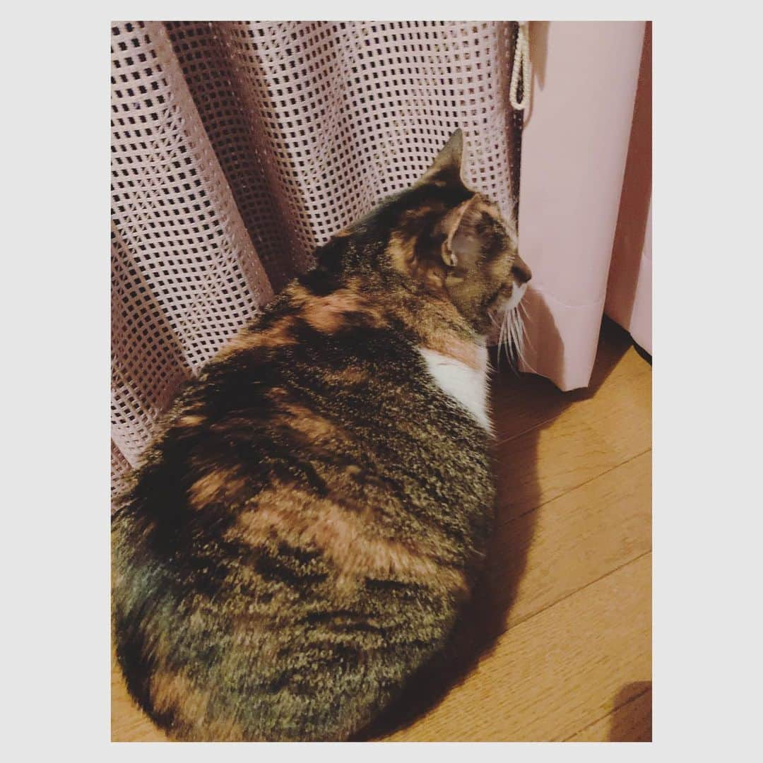 愛希れいかさんのインスタグラム写真 - (愛希れいかInstagram)「2022.2.22 今日は、にゃんこの日🐱♡  実は少し前に、新しい家族をお迎えしました♡♡♡ アメリカンショートヘアの男の子で名前はキャップです🐱 あー…たまらなく愛おしい…。 うちにきてくれてありがとう🥺 たくさんたくさん幸せにしてあげたい！！！ これから、ここにもたまに登場すると思いますので、キャップのことも宜しくお願いします♡  猫ちゃん達が元気いっぱい幸せいっぱいで過ごせますように♡  #にゃんこ #猫の日 #スーパー猫の日 #アメリカンショートヘア  #男の子 #キャップ 🐱 #最後の写真は #実家の #きゅーちゃんです🐱」2月22日 23時23分 - manakireika_official