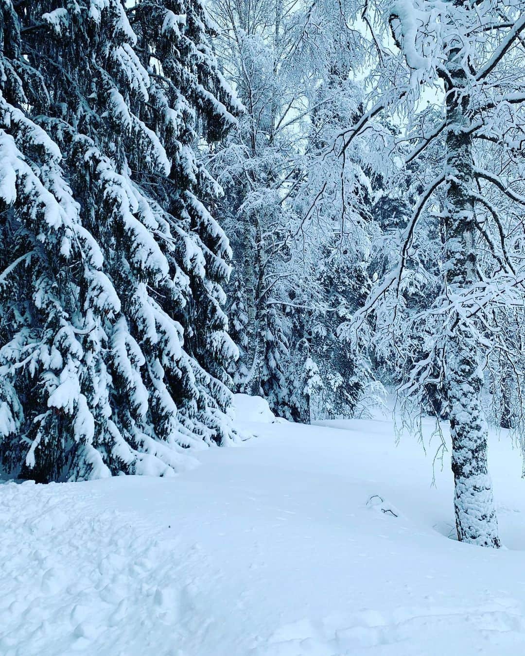 ニール・ブラウンさんのインスタグラム写真 - (ニール・ブラウンInstagram)「Nights in Finland. Nothing quite like it. 🇫🇮💙 #instamood #instapic #snow #winter #finland #nature #beauty #wonder」2月23日 1時28分 - neil_brown