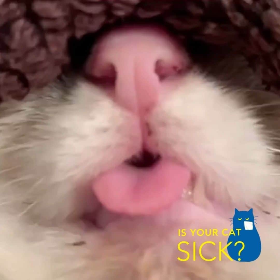 Fresh Stepのインスタグラム：「Sick kitties just need a little TLC 🤒 But how do you know if your cat is sick? Check the litter box for clues 🕵️‍♀️   If your kitty is going outside of the box, hitting the loo more than usual or straining to go these may be signs of an issue that warrants a convo with the vet.   And make sure to pay close attention to their waste…blood in the urine or worms (gag!) in their 💩 need an immediate trip to the vet. For more info on what to look for, visit the link in our bio!  In this video, Piglet’s person got doctor’s orders for a warm compress to relieve a cold.   Whose litter box are you checking? Share their pic with #freshstepfans for a chance to be featured!  #cat #kittygram #catoftheday #catlife #chat #meow #catlove #neko #gato #gatto #cathealth #nationalcathealthmonth」