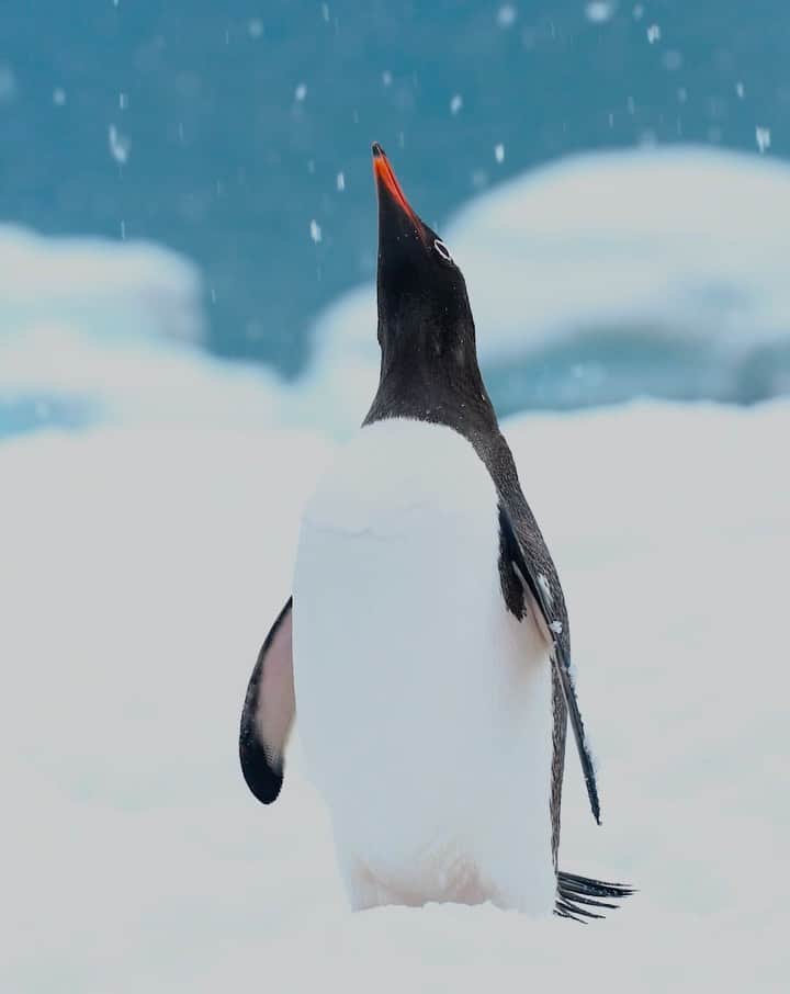 Keith Ladzinskiのインスタグラム：「In honor of 2-2-22 here’s a penguin howling into the snow ❄️」
