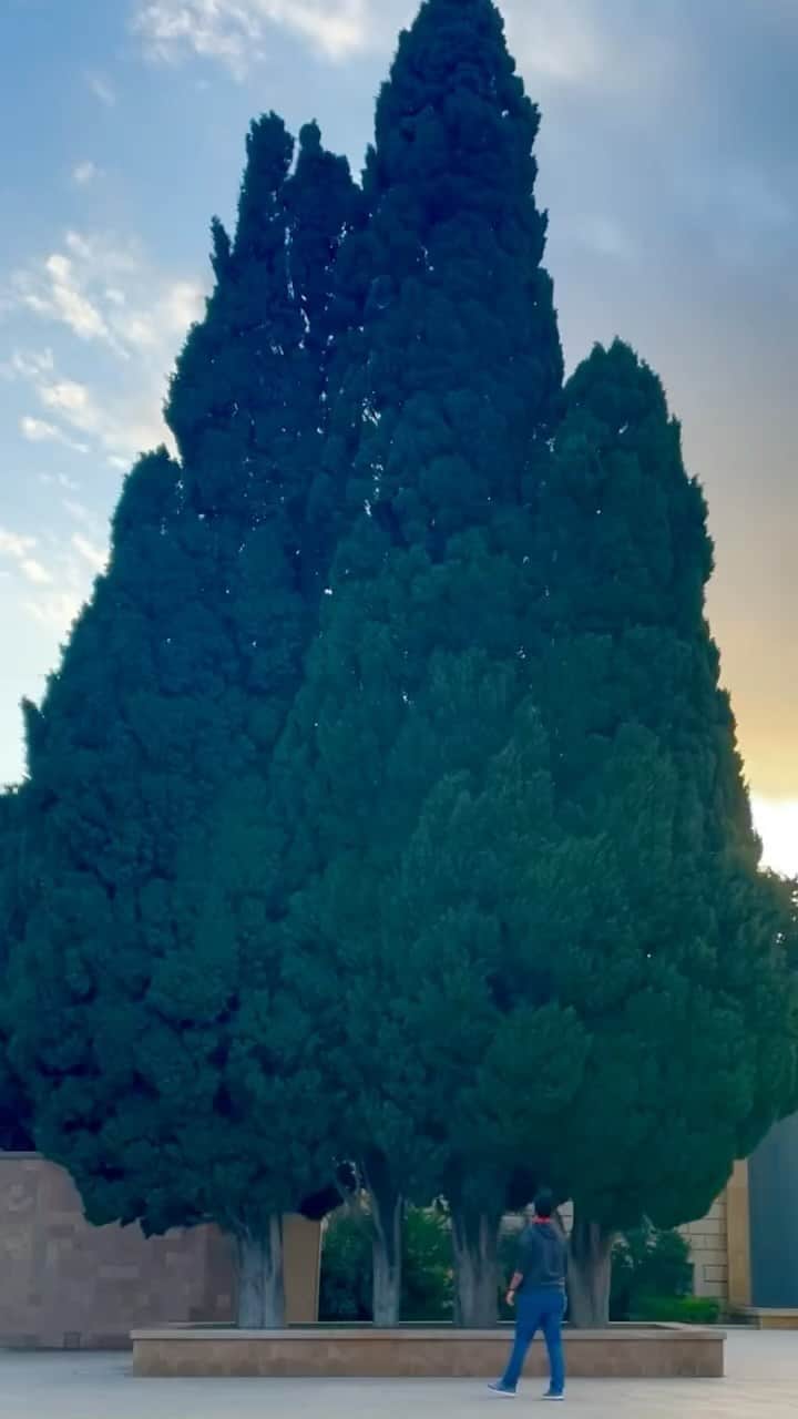 波多野結衣のインスタグラム：「Nature beats all 🌲 🌲 🌲」