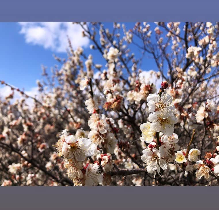 小野真弓さんのインスタグラム写真 - (小野真弓Instagram)「おはようございます☺️ 梅の季節(*´꒳`*)🌸🌸🌸 河津桜も少しづつ、 開花し始めていました✨  毎年楽しみな季節🐝 いちにちいちにち、 春は近づいていますね( ´ ▽ ` )🌷 みんな元気に、 毎年同じ景色を見られることに感謝です^ ^  今日も良い一日を🍀^ ^  #チワワ#ハナちゃん#のんびりシニア #チワマル#ハルくん#おでかけ命犬 #雑種猫#アオくん#ナナちゃん#やんちゃ盛り猫 #犬と猫のいる暮らし#犬猫日記#わん散歩風景#春景色#梅#春待ち家族 #花春青菜　ハナハルアオナナ 🌸🐝🌱🌼 みんな春にちなんだ名前🐶🐶🐱🐱 (*´∀｀*)✨」2月23日 7時47分 - hanaharuaroi