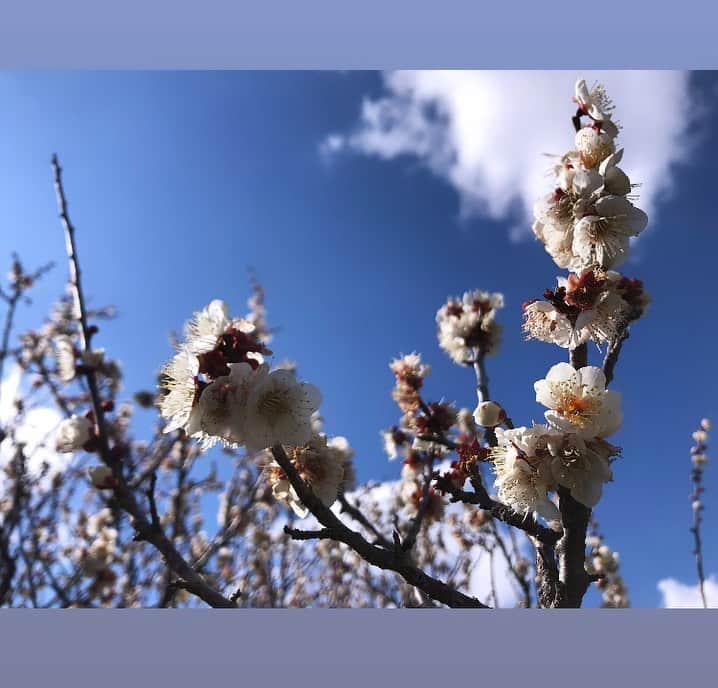小野真弓さんのインスタグラム写真 - (小野真弓Instagram)「おはようございます☺️ 梅の季節(*´꒳`*)🌸🌸🌸 河津桜も少しづつ、 開花し始めていました✨  毎年楽しみな季節🐝 いちにちいちにち、 春は近づいていますね( ´ ▽ ` )🌷 みんな元気に、 毎年同じ景色を見られることに感謝です^ ^  今日も良い一日を🍀^ ^  #チワワ#ハナちゃん#のんびりシニア #チワマル#ハルくん#おでかけ命犬 #雑種猫#アオくん#ナナちゃん#やんちゃ盛り猫 #犬と猫のいる暮らし#犬猫日記#わん散歩風景#春景色#梅#春待ち家族 #花春青菜　ハナハルアオナナ 🌸🐝🌱🌼 みんな春にちなんだ名前🐶🐶🐱🐱 (*´∀｀*)✨」2月23日 7時47分 - hanaharuaroi
