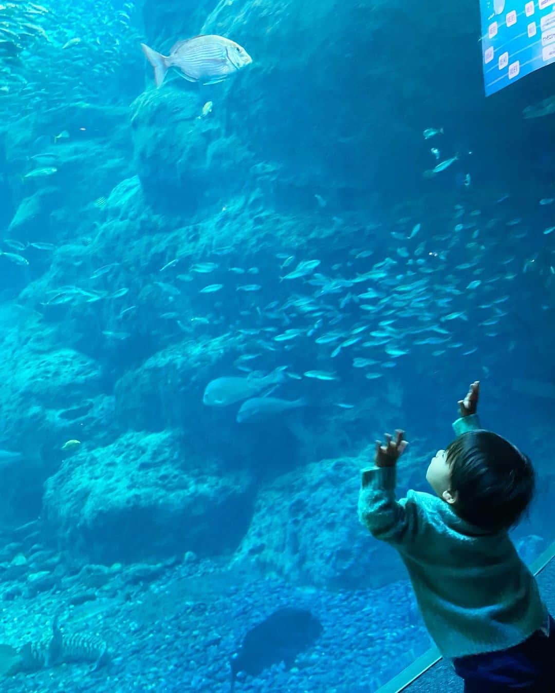 阪本智子さんのインスタグラム写真 - (阪本智子Instagram)「🐟♡  海の生き物の勉強をしに🤣？ 久しぶりに#新江ノ島水族館 に行ってきました✨✨  お魚を眺めたり、 おいでおいでしたり、 お話したり、、🤭？笑  お魚さんとすごく仲良くなっていて、 可能性しか感じませんでした‪🎣‬笑  #enoshima #aquarium #fish #fishingboy #江ノ島 #江ノ島水族館 #水族館 #水族館デート #子連れ旅 #釣り好き #釣り女子 #阪本智子」2月23日 8時05分 - tomoko_sakamoto423