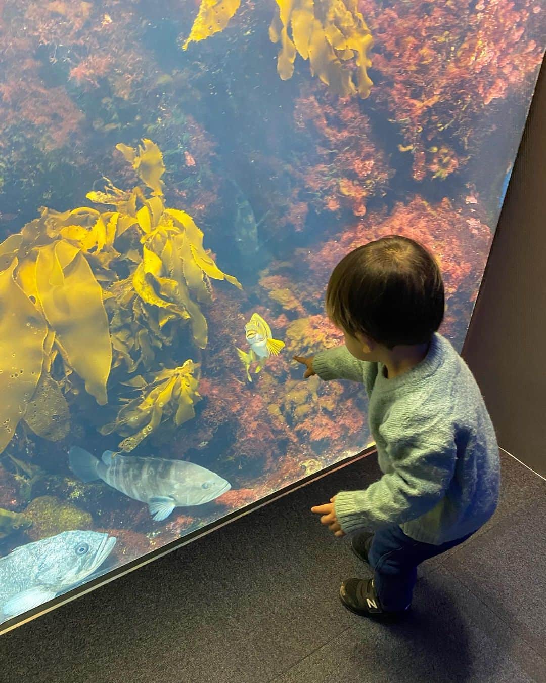 阪本智子さんのインスタグラム写真 - (阪本智子Instagram)「🐟♡  海の生き物の勉強をしに🤣？ 久しぶりに#新江ノ島水族館 に行ってきました✨✨  お魚を眺めたり、 おいでおいでしたり、 お話したり、、🤭？笑  お魚さんとすごく仲良くなっていて、 可能性しか感じませんでした‪🎣‬笑  #enoshima #aquarium #fish #fishingboy #江ノ島 #江ノ島水族館 #水族館 #水族館デート #子連れ旅 #釣り好き #釣り女子 #阪本智子」2月23日 8時05分 - tomoko_sakamoto423