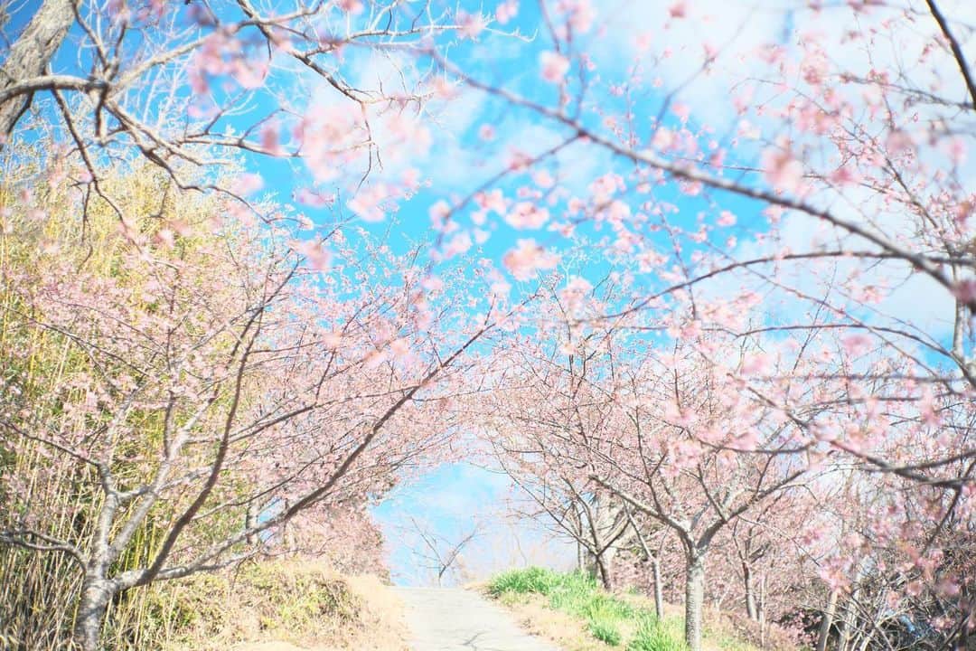 kiccyomuのインスタグラム：「☀️ 2022.02.23 Wed 今年の #鋸南町 #河津桜 いつもなら咲いてる頃だけど… 少しだけ開花🌸 ピンク色に見えるのは ほとんどツボミです もうすこしですネ🌸😊  今日も元気に🤗  location #千葉 ❣️ 📷撮影 2022年2月22日」