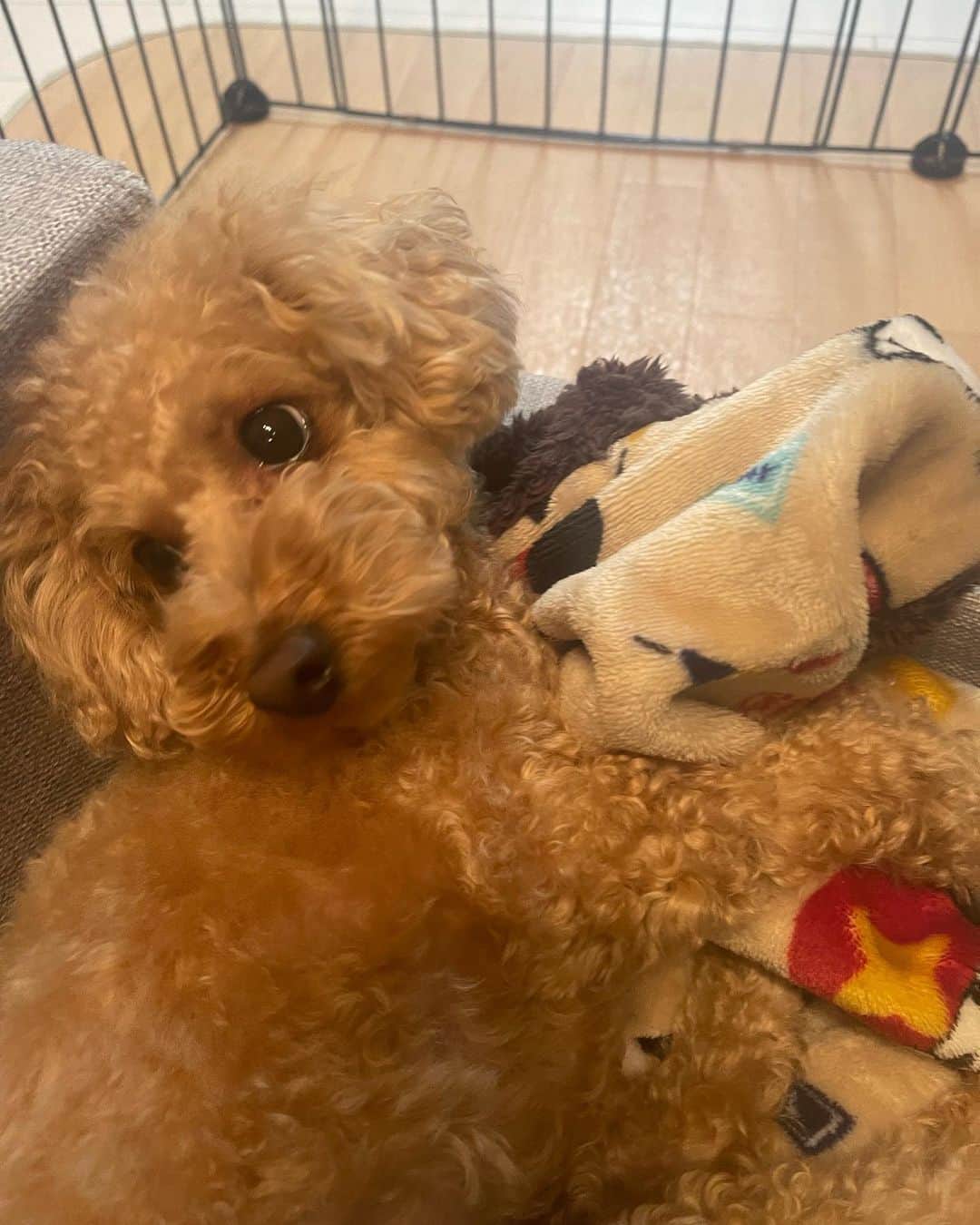 荻野由佳のインスタグラム：「🐶」