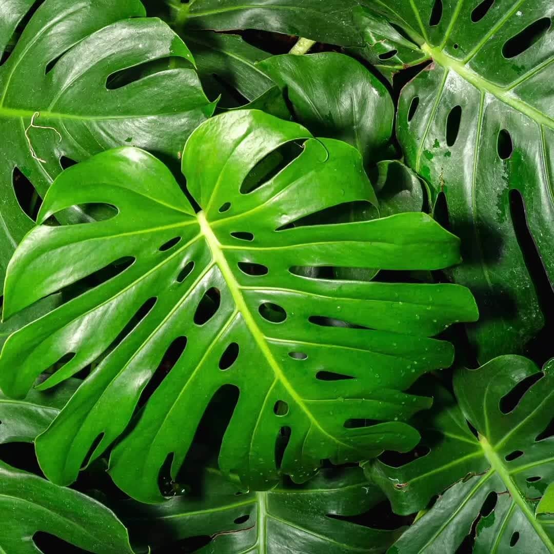 ニューヨーク植物園のインスタグラム