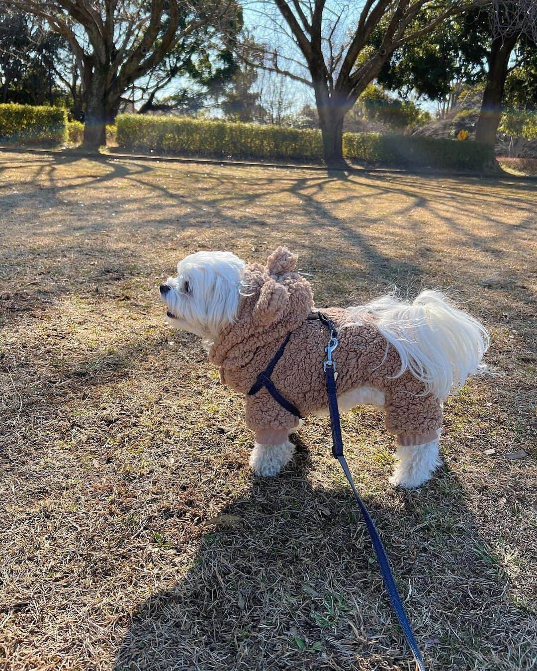 桃華絵里さんのインスタグラム写真 - (桃華絵里Instagram)「今日もシーくんのフォルムが たまらなく愛おしい 🧸🤍🌈  #dog #love #ugg #mocoas  #愛犬 #マルチーズ #シルク  #今日のコーデ」2月23日 17時30分 - _momoka828_