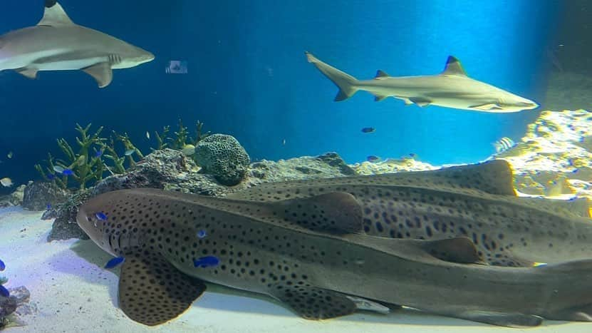 熊田曜子さんのインスタグラム写真 - (熊田曜子Instagram)「I went to the aquarium with my daughters.  水族館に行ってきたよ🐬  #水族館　#お休み　#休日　#三姉妹　#イルカ　#ぬいぐるみ」2月23日 17時36分 - kumadayoko