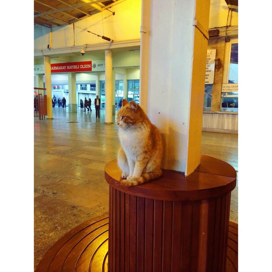 田中萌さんのインスタグラム写真 - (田中萌Instagram)「* きのうは"スーパー猫の日"でしたね🐱 2222年2月22日を生きてみたかった😇  写真は大学時代に行ったトルコで駅にいた猫ちゃん  #言い出しにくいけど#犬派#猫の日#スーパー猫の日#🐱」2月23日 19時38分 - moetanaka_ex