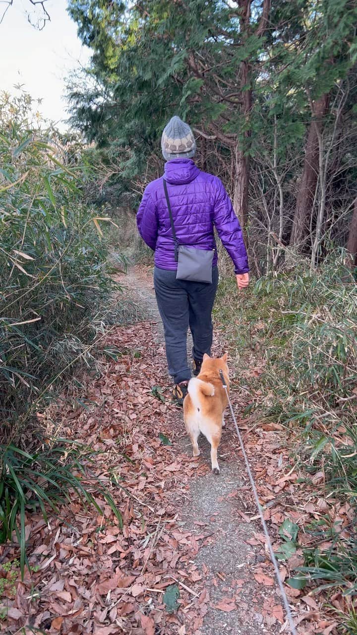 マル子のインスタグラム：「今日は父ちゃんと娘の散歩に参加🚶‍♀️🐕🚶‍♂️ 尾根伝いに隣の住宅地までハイキングコース そのまま地上に降りてまた山に入って帰ってきました。 本日13000歩👣🐾  #マル子  #マル子と散歩　 #葉山の山の方  #マル子を蹴りそう」
