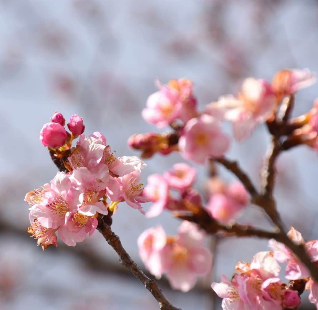 小野真弓さんのインスタグラム写真 - (小野真弓Instagram)「おはようございます( ´ ▽ ` )✨ 早咲きの河津桜🌸🌸🌸 今年初桜✨ 淡いピンクに、 心が優しく包まれます☺️  今日も良い一日をお過ごしください (*´ー｀*)🍀  #河津桜#桜#cherryblossom  #春の訪れ #チワワ#ハナちゃん#のんびり犬 #チワマル#ハルくん#もけもけ犬 #雑種猫兄妹#アオくん#ナナちゃん #犬と猫のいる暮らし#朝日記#犬猫日記#千葉暮らし#おっとり猫#あまえんぼ猫#わんさんぽ風景#春探し 🐱🐾 アオくんに、お座り🙋‍♀️👆と、 指示を出してみたら〜 ほげー(｡･ω･｡)❓ハテナ顔のすっとぼけた顔〜😂 おっとりアオくんです☺️🐾」2月24日 6時51分 - hanaharuaroi