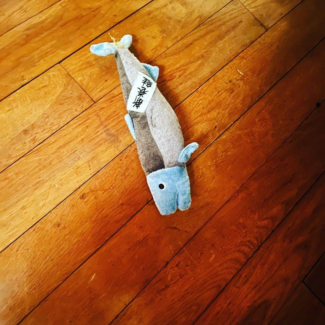 馬場典子さんのインスタグラム写真 - (馬場典子Instagram)「打ち上げられた… もとい、 打ち捨てられた鮭。 ワンコのおもちゃ。  #馬場典子 #ばばちゃんネル」2月24日 14時02分 - baba_channel