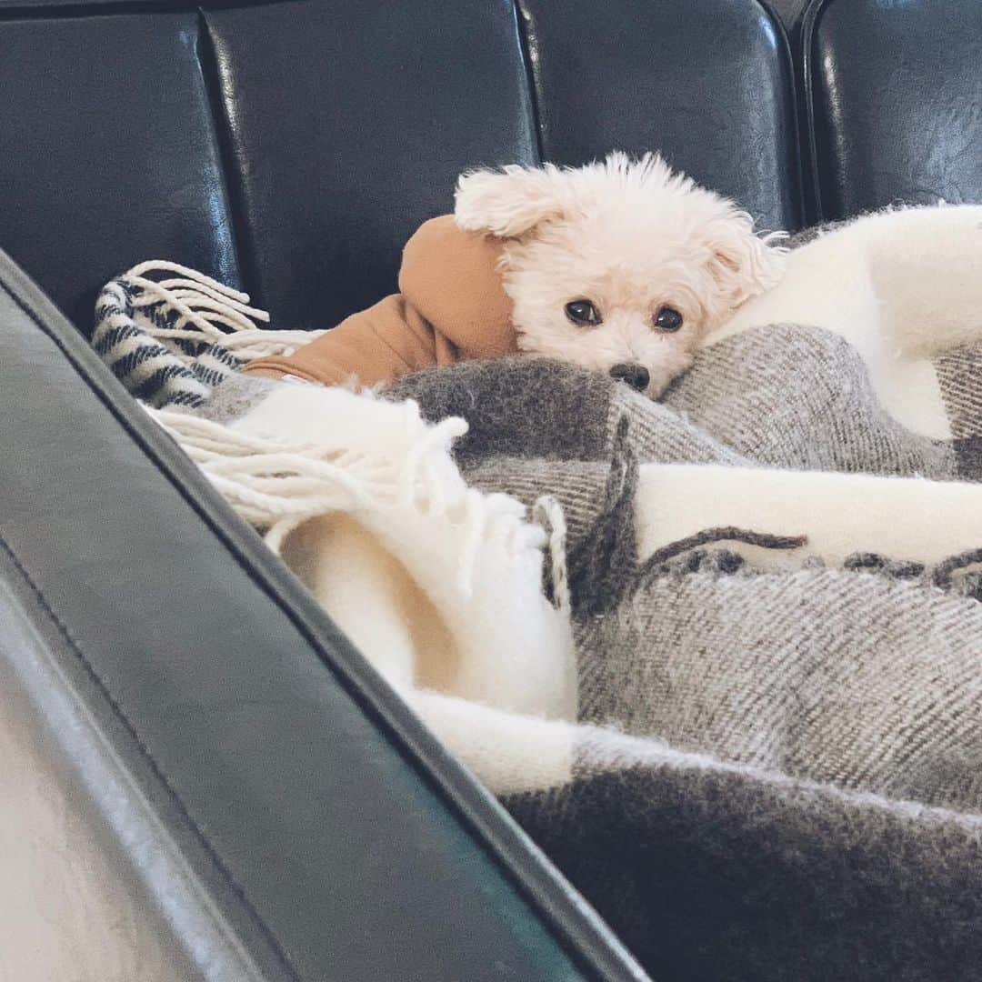 mizuのインスタグラム：「ここ最近寒かったからずっと湯たんぽとブランケットにくるまってたろちこ。」