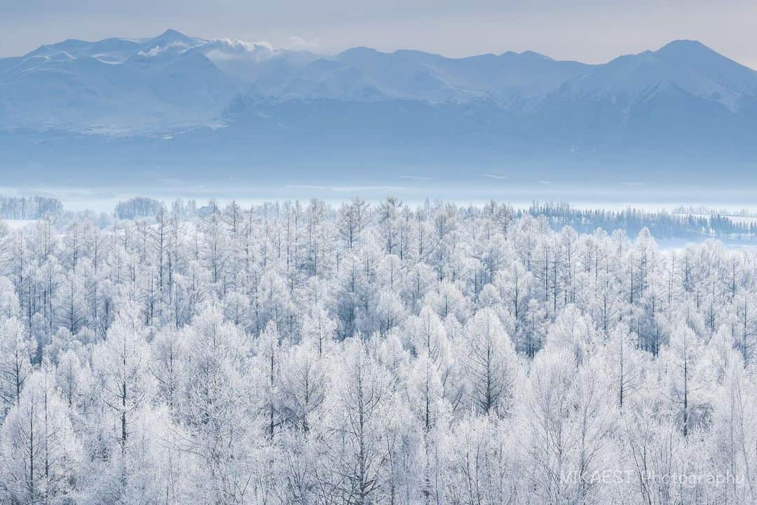 mikaestのインスタグラム：「Winter scenery  この朝、実はダイヤモンドダストを狙いに行ったのです。 朝は氷点下20℃近くまで下がりましたが キラキラはひとつも出ませんでした😭 （道中で今日は出ないなと薄々感じてはいたのですがね🥺）  その帰り道、霧氷祭りだったのです。 まぁなので結果オーライ的な感じですかね。  Camera : Nikon Z7 Lens : Nikkor Z 24-70mm f/2.8 VR S  #Zcreators #美瑛 #霧氷 #十勝岳 #北海道」