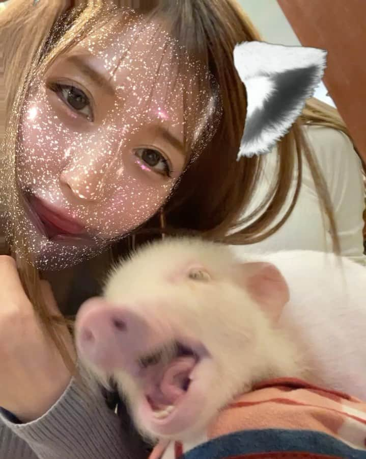 橘楓のインスタグラム：「🐖🐖🐖  @mipigcafe  かわー🥺🥺🥺  @zoocafe.harry  動物いっぱいでテンション上がりまくり💕💕💕  #原宿#マイクロブタ#マイクロブタカフェ#🐖#カワウソカフェ#カワウソ#🦭#うさぎ#🐇#はりねずみ#🦔#チンチラ#もふもふ#癒し#動物大好き#かわいすぎる」