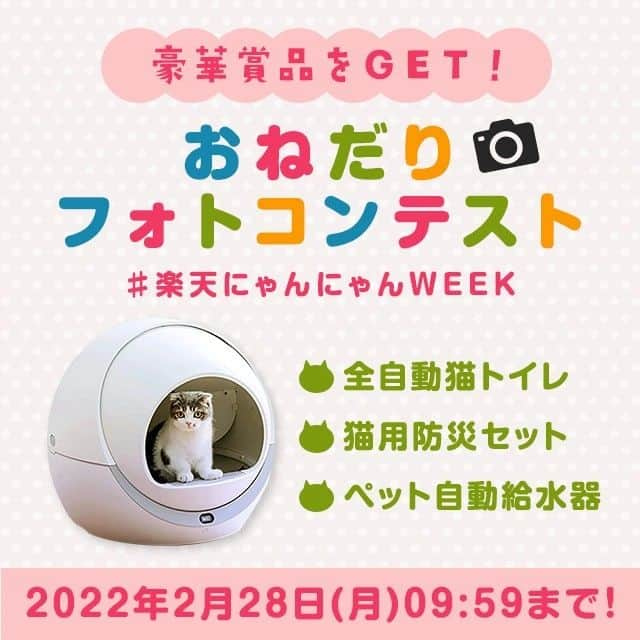 【公式】楽天ペット割のインスタグラム：「フォトコンテスト【楽天市場】かわいくてごめんにゃ🐈❤  猫ちゃん限定！“おねだり” フォトコンテスト  きたる2022年2月22日(火)。それは猫の猫による猫のための記念日！  とびきり可愛い“おねだり”写真で素敵なプレゼントをゲットしよう！  更に、「楽天市場」では、猫と猫好きのための素敵なキャンペーンも予定しています！  そちらもお楽しみに♪   🐈️プレゼントキャンペーン詳細🐾 楽天ペット割では、猫ちゃんのおねだり写真・動画を募集しています！  皆さんのご応募をお待ちしています。   【参加方法】  ① @rakuten_petwari をフォロー  ② #楽天にゃんにゃんWEEK  のハッシュタグをつけて猫のおねだり写真をInstagramに投稿していること。   <参加に関するご注意>  ＊フォロワー様、かつ国内にお住まいの方限定です。  ＊すでにフォローされている方も参加可能です。  ＊応募作品の撮影時期は問いません。投稿は一人何回でも可能です。      【期間】  2022年2月1日(火)10:00～ 2022年2月28日(月)09:59   【当選者数と賞品】  1等(1名様)：全自動猫トイレ  https://item.rakuten.co.jp/happiport/petree-0001/ 2等(1名様)：猫用防災セット  https://item.rakuten.co.jp/moff01/bs0007-cat/  3等(1名様)：自動水やり器  https://item.rakuten.co.jp/happiport/petree-0002/   ※入賞された方には、発表時のダイレクトメッセージにて、ご連絡いたします。  ※賞品の色はお選びいただけません。予めご了承ください。   【入賞者発表】  発表3月7日(月)頃を予定しております。  ・入賞された方には、ご応募いただいたInstagramアカウントに@rakuten_petwari より、2022年3月中旬頃、ダイレクトメッセージでご連絡いたします。  ※当選に関わるお問い合わせには、一切お答えいたしかねますので、ご了承ください。      ＜その他ご注意＞   ＊投稿内容について当社は、当社の広報宣伝・プロモーションの目的で、当社Webページのほか、インターネット（SNSを含む）、テレビCM、新聞、雑誌、カタログ・チラシ等の各種印刷物、イベント展示等、各種媒体において無償で利用できるものとします。またその際当社は投稿内容を自由に複製および加工・編集（トリミングや、他の素材と組み合わせて使用することを含む）できるものとします。   ＊当社は、本キャンペーンへの応募により応募者および第三者に生じたトラブルや損害（直接・間接を問いません）等について一切の責任を負いかねます。   ＊ #楽天にゃんにゃんWEEK のハッシュタグをつけた投稿についてはすべて、これらの注意事項に同意されたものとみなします。   ＊アカウント非公開・ハッシュタグがついていない投稿は、選考の対象外です。   ＊やむを得ない事情により、賞品は予告なく変更となることがあります。   ＊通信の際の接続トラブルにつきましては責任を負いかねますので、予めご了承ください。   ＊インスタグラムの仕様/運用に伴い、本サービスの一部またはすべてを事前に通知することなく変更・中断あるいは中止または終了する場合がございます。   ＊キャンペーンへの接続にかかる費用につきましては利用者ご自身の負   担となります。   ＊楽天グループ社員及びキャンペーンの関係者による応募は禁止とします。   ＊当社は事前に通知することなく、このサイトの内容および本キャンペーン概要、利用規約を変更することがございますので、予めご了承ください。   プライバシーポリシーについては、https://privacy.rakuten.co.jp/ をご確認ください。   たくさんのご応募お待ちしております！      #楽天ペット割 #rakutenpet #楽天にゃんにゃんWEEK #プレゼント企画 #フォトコンテスト#ふわもこ部#ねこ #ネコ #cat #猫 #catstagram #neko #ねこ部 #にゃんすたぐらむ」