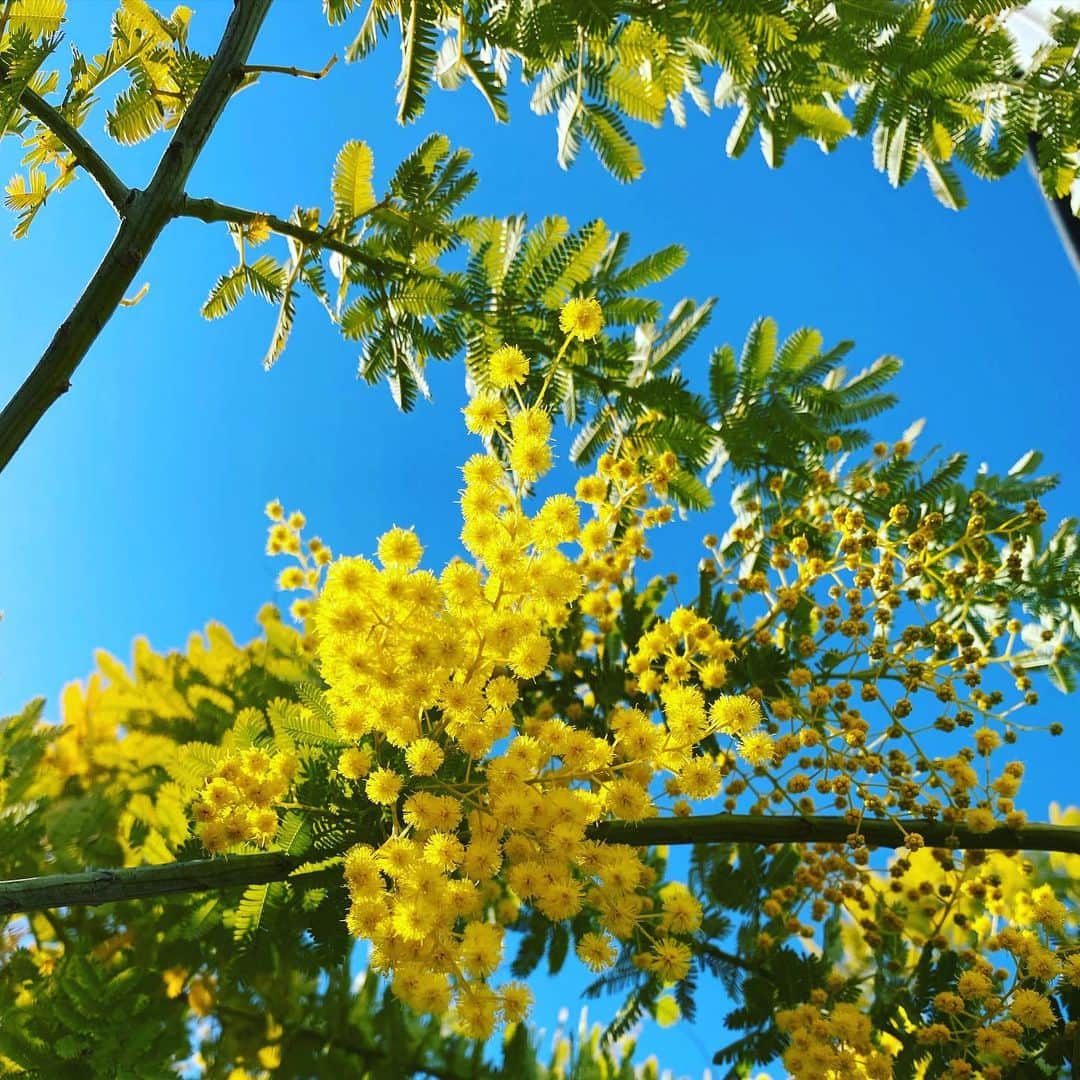 高岡早紀 さんのインスタグラム写真 - (高岡早紀 Instagram)「今年も変わらずミモザの花は咲いてるよ。 春、来たかな…  #早紀おウチガーデニング」2月25日 15時11分 - saki_takaoka