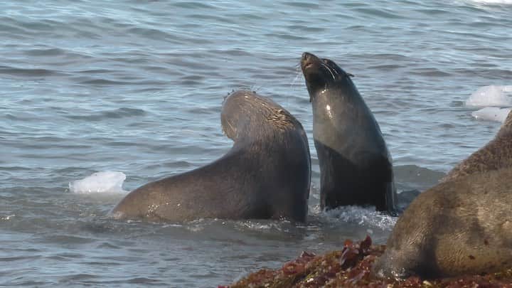 Keith Ladzinskiのインスタグラム：「Fur seals sparring on the beach at #TayHead Island, along the coast of the #Antarctica Peninsula.」