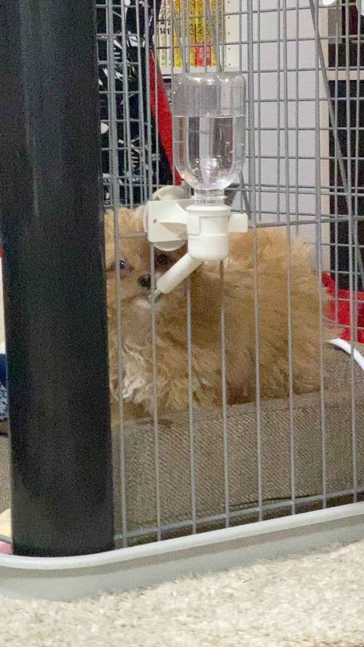 井上裕介のインスタグラム：「カメラを向けると、すぐそっぽ向く  #チョコ #家族 #犬 #チワワ #トイプードル #ミックス #保護犬 #水 #飲みシーン」