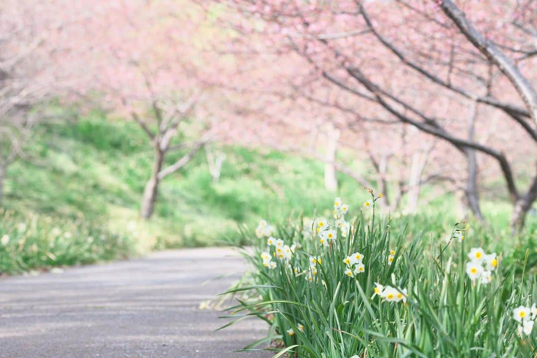 kiccyomuのインスタグラム：「☀️ 2022.02.25 Fri 今年の #鋸南町 まだ咲いてた #水仙 背景のピンク色は 河津桜 のツボミたち 咲いてたらコラボが見れたのに😅  週末ぐらいから暖かくなるらしい 春…もうすぐですネ〜  明日も元気に🤗  location #千葉 ❣️ 📷撮影 2022年2月22日」