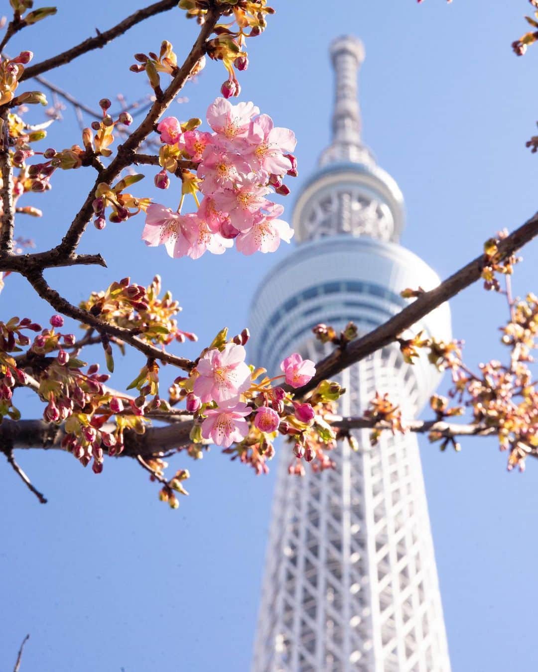 kazumaのインスタグラム：「. Tokyo Sakura Tree🌸 . . 週末の陽気、週明けも良い天気が続きそうで東武橋の河津桜も満開に近づきそう。 . . かなり久々にカメラでも買い替えようかな、なんて考えたり。 . . . . . #スカツリスト #tokyoskytree  #東京スカイツリー #桜  #cherryblossom  . . . . . . . . . . . . . . ————————————————— #igersjp #team_jp_  #instagramjapan #icu_japan #ink361_asia #キリトリセカイ #instalike #写真が好きな人と繋がりたい#ファインダー越しの私の世界 #instadaily #ig_worldclub #igrecommend #lovers_nippon #picture_to_keep  #jp_gallery_member  #東京カメラ部 #tokyocameraclub #indies_gram #reco_ig #instagood #huntgram #huntgramjapan #japan_daytime_view #art_of_japan_  #ig_photooftheday  ————————————————— . . . . . . .. ...」