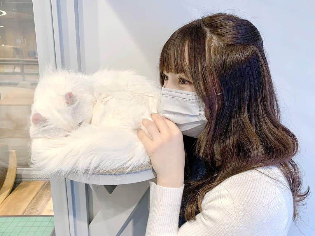 廣川奈々聖さんのインスタグラム写真 - (廣川奈々聖Instagram)「癒し、、、 たまらなく可愛かった ^ ̳. ̫ . ̳^ 🤍🏹 ⁡ ⁡ ⁡ ⁡ ⁡ message in English 🪄 ⁡ I went to a cat cafe for shooting! It's a very wonderful place … I want to go every day😿♡ ⁡ ⁡ ⁡ ⁡ #猫カフェ #猫カフェmocha #ねこすたぐらむ #ねこカフェ @wasuta.world」2月25日 21時48分 - nanaseven7_u_u