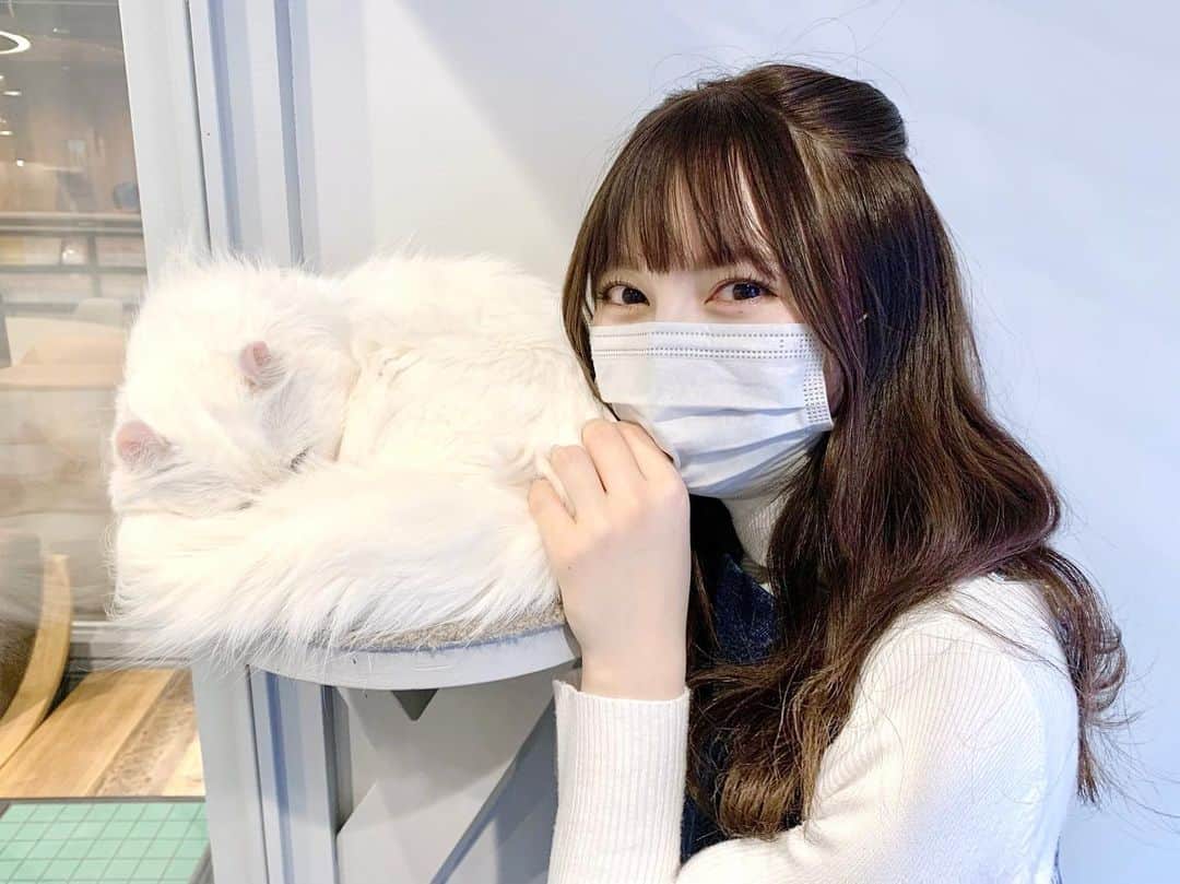 廣川奈々聖のインスタグラム：「癒し、、、 たまらなく可愛かった ^ ̳. ̫ . ̳^ 🤍🏹 ⁡ ⁡ ⁡ ⁡ ⁡ message in English 🪄 ⁡ I went to a cat cafe for shooting! It's a very wonderful place … I want to go every day😿♡ ⁡ ⁡ ⁡ ⁡ #猫カフェ #猫カフェmocha #ねこすたぐらむ #ねこカフェ @wasuta.world」
