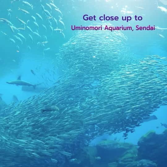 のインスタグラム：「Sendai Umino-Mori Aquarium is located at the seaside area of eastern Sendai where there are many commercial industries. There are a variety of attractions, such as a large aquarium that recreates the abundance of the Sanriku Ocean, nearly 100 water tanks of fish and animals from all over the world. It boasts largest-scale dolphin and sea lion performances in Tohoku, and encounter experiences with animals including the penguin and sea lion. #uminomoriaquarium  #sendai  #japan  #thaiairways #smoothassilk  #bucketlist」
