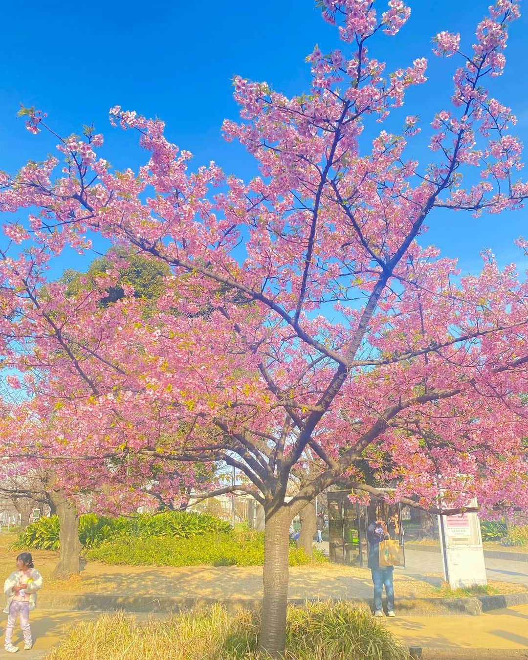 のインスタグラム：「🌸🌸🌸  あまりの美しさに 夢中で撮ってしまいました✨  キャメラマン桃🍑📷  小さい子もシャッター押しててなんとも平和な空間でした😊  #桜 #お花見 #春  #cherryblossom #桃 #sakura #spring  #japan #japanese  #japaneseculture」
