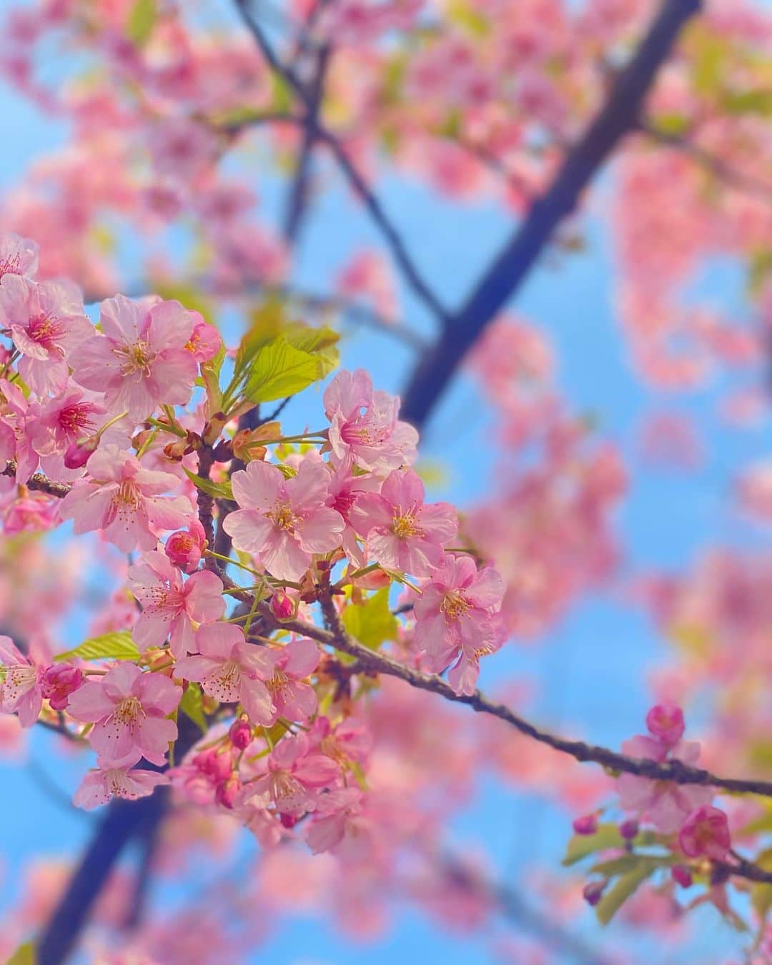のインスタグラム：「可愛く撮れました🌸  #桃と桜」