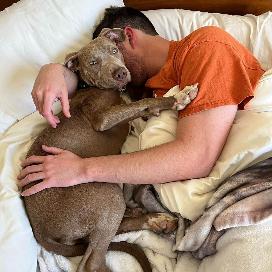 グレース・ビクトリア・コックスさんのインスタグラム写真 - (グレース・ビクトリア・コックスInstagram)「💓update - Zara is adopted!!!💓The cuddliest, CUTEST, number one baby EVER, ✨Zara✨, is available for adoption through @wagsandwalks and if you’re looking for a new bff she’s your girl!!! She is the MOST loving dog I’ve ever met 💗❤️💓💖 (and I’ve met a lot of dogs!!!) Zara is an 8 month old Weimaraner/pit mix. Her adopter will be the luckiest person ever! 🌸」2月26日 5時37分 - gracevcox