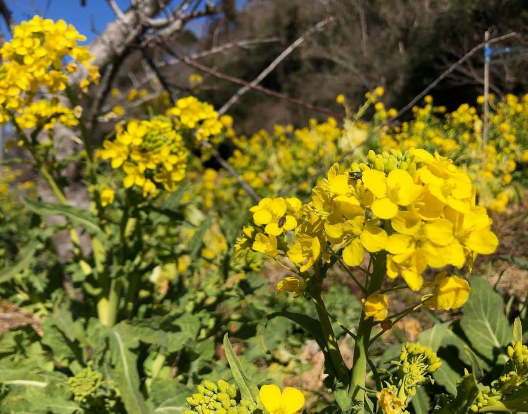 小野真弓さんのインスタグラム写真 - (小野真弓Instagram)「おはようございます〜🌞 すっきり快晴＼(^ω^)／ 清々しい朝です🕊✨  毎度の寝起きごろごろ〜 早起き家族🐶🐶🐱🐱🙋‍♀️  春景色を見つけることに忙しい😆 わんさんぽ風景🌸🌼🌸 昨日は今年初の、キジを見かけました🦚✨  はしゃぎ過ぎたハルくん確保🐾😂  良い週末を( ´ ▽ ` )🍀  #チワワ#ハナちゃん#のんびりシニア #チワマル#ハルくん#散歩いのち犬 #雑種猫兄妹#アオくん#ナナちゃん#あまえんぼにゃんこ #仲良しわんにゃん家族#春到来#わんさんぽ風景#どろんこわんこ#河津桜#菜の花#梅#野見金公園#千葉ドライブ」2月26日 7時53分 - hanaharuaroi