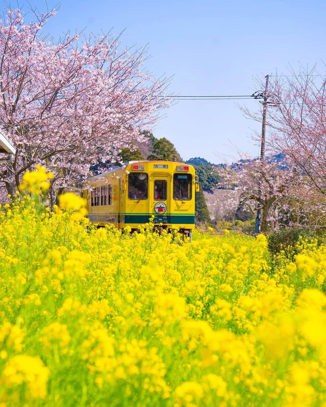 楽天トラベル さんのインスタグラム写真 - (楽天トラベル Instagram)「こんにちは😊 今日は菜の花の中を走る可愛らしいローカル線をご紹介します✨  行きたいと思った人は是非いいねやコメントしてください💛 ーーーーーーーーーーーーーー 📍#総元駅 （千葉県夷隅郡） ーーーーーーーーーーーーーー  いすみ鉄道は、上総中野から外房の大原駅までを結ぶ約26.8kmの路線。例年2月中旬～3月下旬には、菜の花が見ごろを迎えます。いすみ鉄道からは沿線に植えられた菜の花の景色を楽しむことができますよ。  ーーーーーーーーーー Special Thanks💓 📸Photo by @mi_yu_ki_so  📌ご旅行やおでかけの際は、事前にお住まいの地域や旅行先の情報を確認しご計画をお願いいたします ーーーーーーーーーーーーーー 旅先で出会った美しい風景や素敵な宿などを ハッシュタグ #rakutentravel や @rakutentravel をタグ付けして、シェアしてください😊  各種SNSアカウントやウェブでも紹介します✨  トレンドから定番まで、来週のワクワクを叶える 楽天トラベルの旅マガジン👜💕 @rakutentravel  ぜひフォローしてあなたの理想の旅をみつけてみてくださいね🛫 ーーーーーーーーーーーーーー #楽天トラベル #旅行好きな人と繋がりたい #写真好きな人と繋がりたい #旅したくなるフォト #旅行 #国内旅行 #千葉  #千葉観光 #千葉旅行 #いすみ鉄道 #鉄道好きな人とつながりたい #菜の花 #絶景 #花 #絶景辞典 #はなまっぷ #房総 #列車 #chiba  #nanohana #train #spring #yellow  #flower #鉄道 #鉄道写真 #フォトジェニック #japan_of_insta」2月26日 18時00分 - rakutentravel