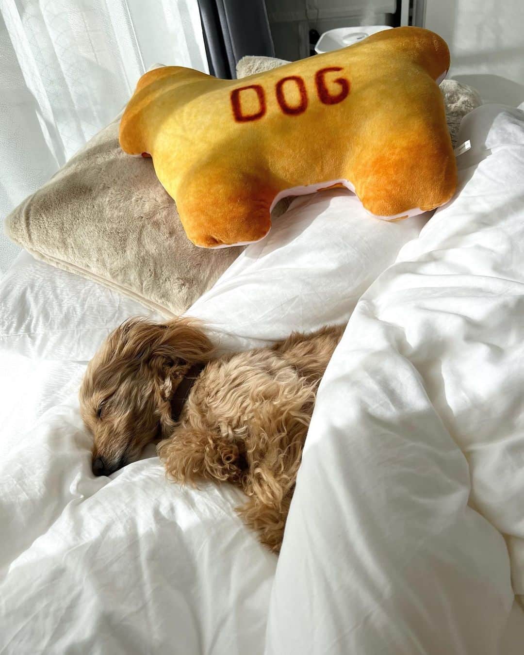 のインスタグラム：「私の幸せ❤️  @1218teddy   #愛犬 #ダップー #宝 #家族 #ミックス犬」