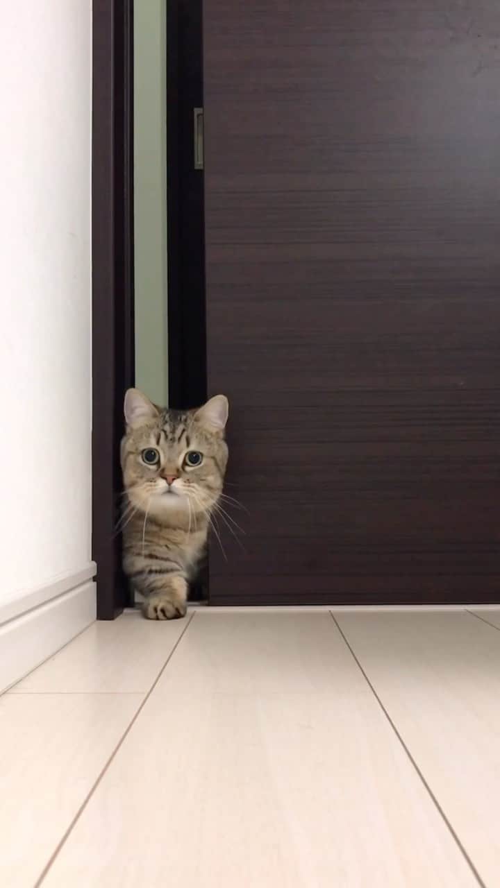 のインスタグラム：「#cat #cats #katze #chat #gatto #gato #feles #kat #tabby #tabbycat #tuxedo #tuxedobat #munchikin #munchikincat #catsoftheworld  #cats_of_world #catsofinstagram #happy #omnibus #movie #猫 #ねこ部 #ネコ #ネコ部 #ネコ好き #ねこら部 #ふわもこ部 #ねこもふ団 #ねこばか #ねこすたぐらむ」