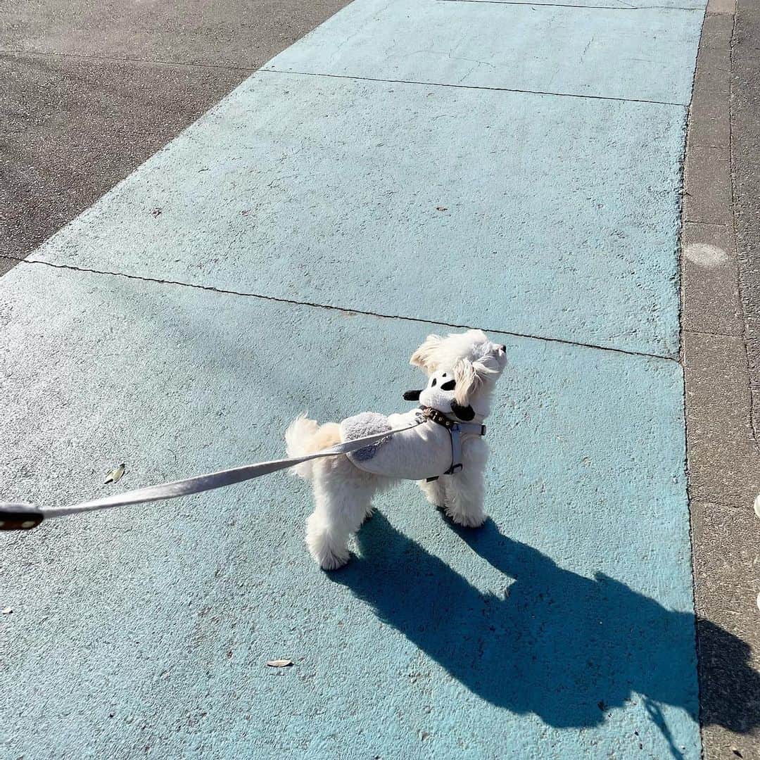 のインスタグラム：「ドッグラン🐕行ってきた 良い休日~◎  #bishonfrise #chihuahua #mixdog #dogrun」
