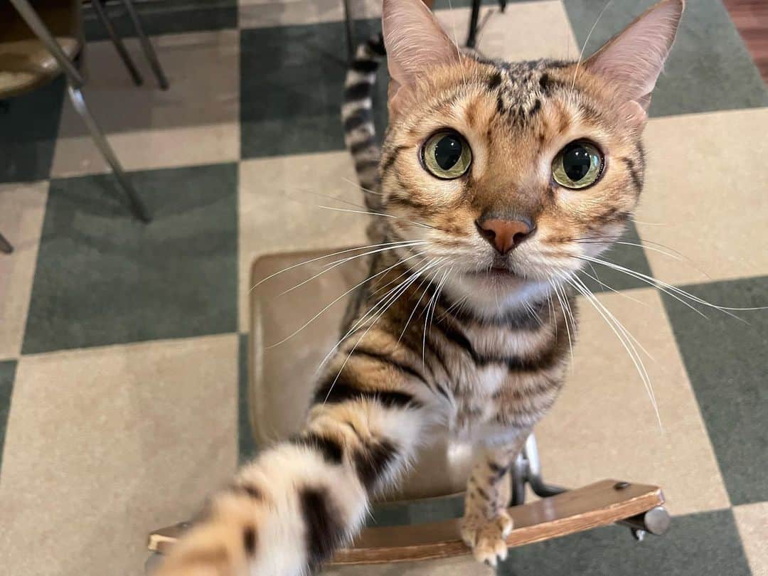 トミックのインスタグラム：「うちのチビが5歳になりました🐈  #トミック  #youtuber  #youtuber好きな人と繋がりたい  #猫　#cat #ルトロゼ　#喋る猫　#芸をする猫 #ベンガル　#ベンガル猫  #自撮り風猫」