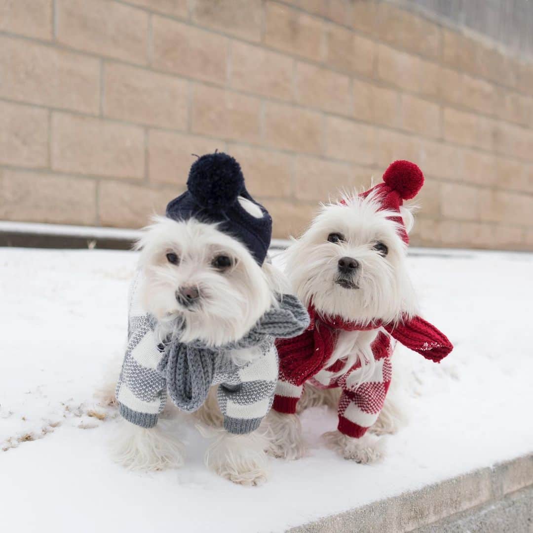 hi.arodのインスタグラム：「I guess I became truly a Texan now. Snow shouldn’t be a Texas thing. If I didn’t wear clothes, I would be a real snowman. Look how stiff I was 🥶👉  ・・・ #cold #babyitscoldoutside」