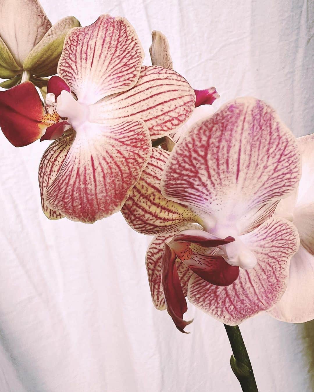 イアリサのインスタグラム：「今日は明日撮影で使う花を買いに行くよ。  破棄されるはずの花たちで集めた花を 自分で組み合わせて それを販売できるようになれたらいいな~ と思っている。 花好きならね~やりたくなるよね~」