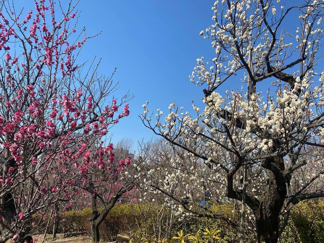 関谷亜矢子さんのインスタグラム写真 - (関谷亜矢子Instagram)「法事で新潟に帰ったら、お義姉さんが、こんなに可愛い生菓子を持たせてくれました🥰  男雛、女雛は練り切り。 桜橘はきんとん。 菱餅は葛錦玉 鼓は時雨黄身餡 蛤は皮むき餡薯蕷饅 頭 んー。食べるのがもったいない😂  今日はまさに春の陽気🌸近くの公園は梅が満開でした。 平和を願う瞬間。  #桃の節句  #ひな祭り  #ひな祭りの和菓子  #越乃雪本舗大和屋  #創業安永七年  #長岡藩御用菓子司  #新潟 #きんとん好き」2月27日 13時53分 - ayakosekiya.516