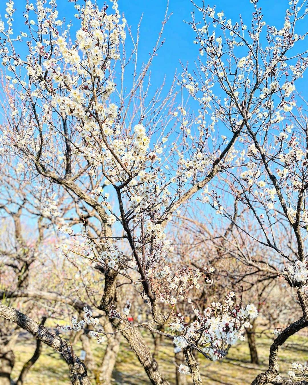 ERICAさんのインスタグラム写真 - (ERICAInstagram)「【梅】 ⁡ 昨日は近所の梅が綺麗に花開していたから、府中郷土の森博物館の梅園に行くことにした！ ⁡ 野梅という品種は咲いているのが多かったけど、白加賀など別の品種は1分咲き、全体的にまだ蕾で見頃は来週かな〜という感じ。もしくは今日気温がぐんと上がるから一気に咲くのかもな♡ ⁡ でも梅園全体に梅の香りが広がって幸せな気分にひたれた🍀 ⁡ 福寿草はちょうど満開で、ミツバチがさっそく蜜を吸っててかわいい🐝あと遅咲きの素心蝋梅なども見頃🌼写真撮りそびれた😓 ⁡ ようやくの春の訪れが嬉しいこのごろ🥰 ⁡ あっという間に梅仕事の時期もやってくるんだろうな。 ⁡ そういえば先日辛夷(こぶし)の蕾を買ったんだけど、花瓶に入れたら数時間後に一つが開花、翌日次々に開花。暖かい部屋だったからかな。 ⁡ #梅 #梅の木 #梅の開花 #開花 #週末 #梅の香り #府中 #府中郷土の森 #花見 #梅園 #散歩 #府中郷土の森博物館 #春 #香り #公園 #梅の見頃 #蝋梅 #春 #辛夷 #花 #花のある暮らし」2月27日 8時32分 - renee.erica89