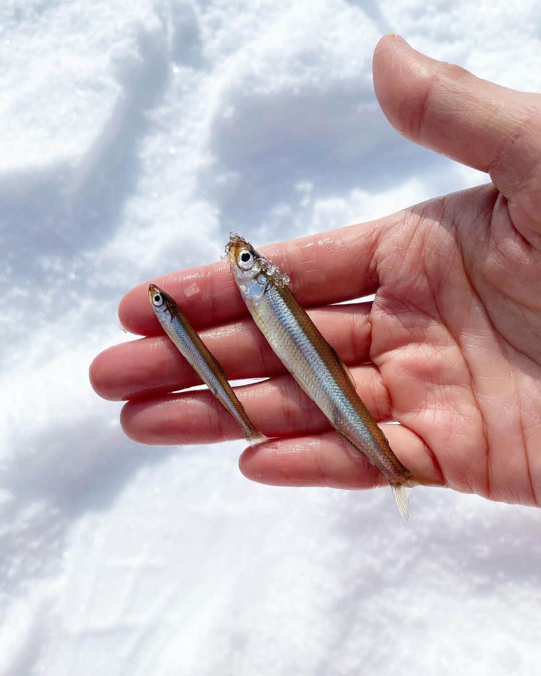 阪本智子さんのインスタグラム写真 - (阪本智子Instagram)「‪🎣‬♡  1つ目の初体験は#氷上ワカサギ釣り です🐟✨  念願の❕ 凍った湖面にドリルで自分で穴を開けるところからスタート💗  この時期の岩手ではなかなかないくらいの良い天気で☀️ テントの中はポカポカでした🎶  碧羽の面倒を見ながらだったのでなかなか集中は出来なかったけど😅💦  2時間ほどでちょこちょこ釣れたし、氷上でのワカサギ釣りは最高に楽しかったです😍‼️  碧羽は、 テントの外でお散歩したり、ソリに乗って遊んだり、ワカサギにおいでおいでしたり、よしよししたり、ワカサギにんーま😘をしたり楽しそうでした🎶  ワカサギだけじゃなく紅サシも好きだったようで😮何度も触れ合っていましたよ🤣 さすがに紅サシへの、んーま😘は止めましたが✋笑  次行く時は碧羽も竿を持てるかな😆‪🎣‬？  お世話になった皆さん本当にありがとうございました😭🙏✨  #iwate #onice #onicesports #fishingwear #marqleen #oceanpacific #岩手 #岩手旅行 #岩洞湖 #岩手釣り #子連れ釣り #ワカサギ釣り #釣り #釣りウェア #スノーウェア #男の子ママ #阪本智子」2月27日 9時04分 - tomoko_sakamoto423