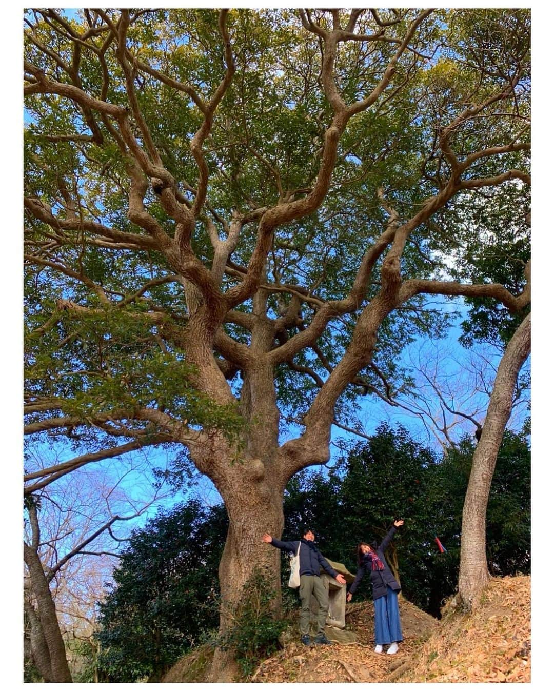 高橋万里恵のインスタグラム：「* タブの木ー🌳🌳🌳‼️ . . 奥松島にはトトロが住んでいそうな こんな立派なタブの木が💛　 . . 東北の沿岸部にその土地本来の木を植樹する プロジェクトに参加しておよそ9年！ . . 将来はこんな大木になるのかーと☺️ 仲良し林学博士の西野文貴さんと奥松島の森を フィールドワークしてきました🌳 . . 沿岸部の森は歩いてると急にひらけて海が見えるので大好きです🌳🏖✨ 「いのちの森」でお耳から森を感じて頂ければ😋 . . #宮城 #奥松島 #タブの木 #いのちの森 #鎮守の森のプロジェクト #タブノキ見つけて #2人でアイドルに会ったみたいなテンション #やっぱり東北が好き」